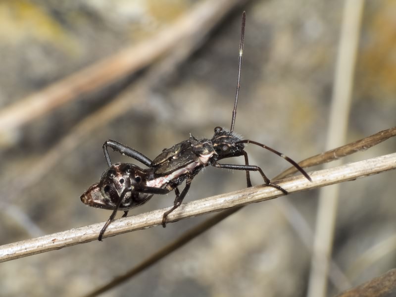 Camptopus lateralis (Germar, 1817)